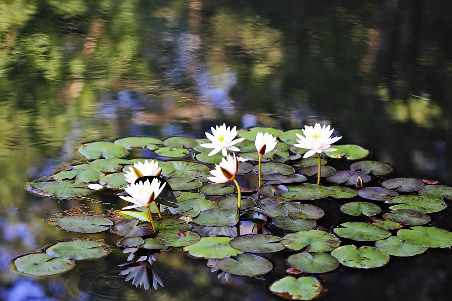 Lily Pond Photograph by Katherine White