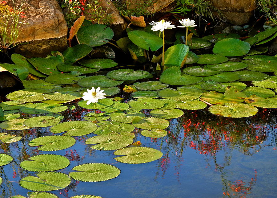 Lily Pond Photograph by Kirsten Giving