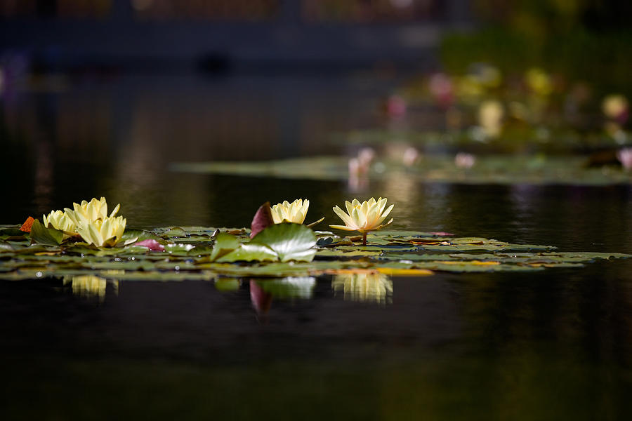 Lily Pond Photograph by Peter Tellone