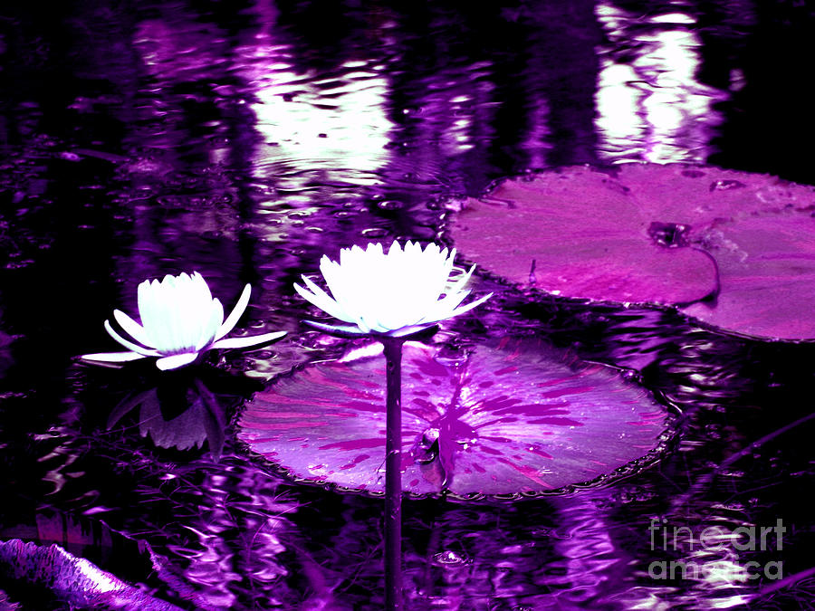 Lily Pond Purple Photograph by Anita Lewis