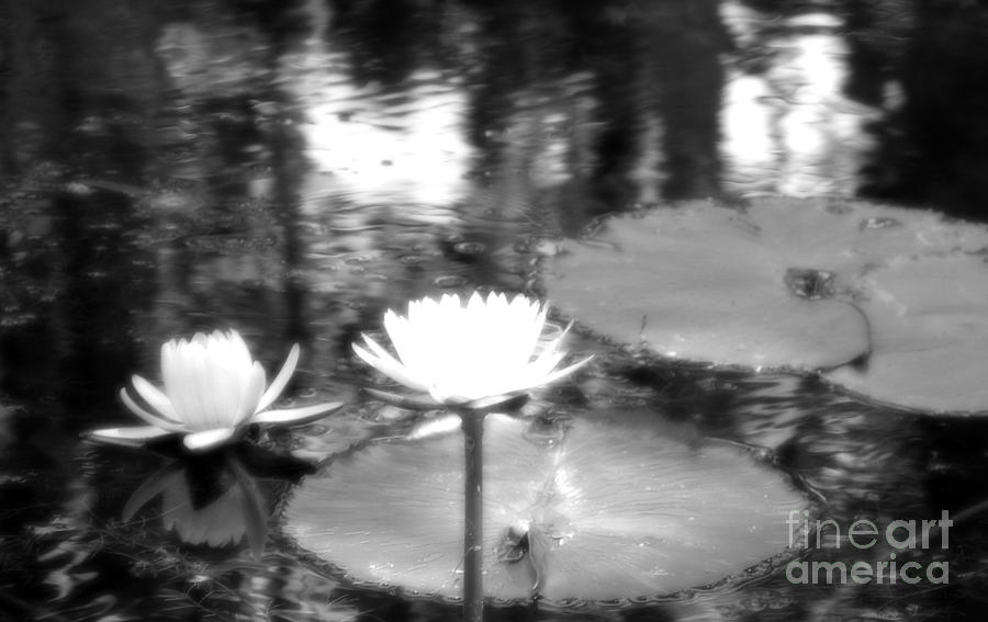 Lily Pond Romantic Photograph by Anita Lewis