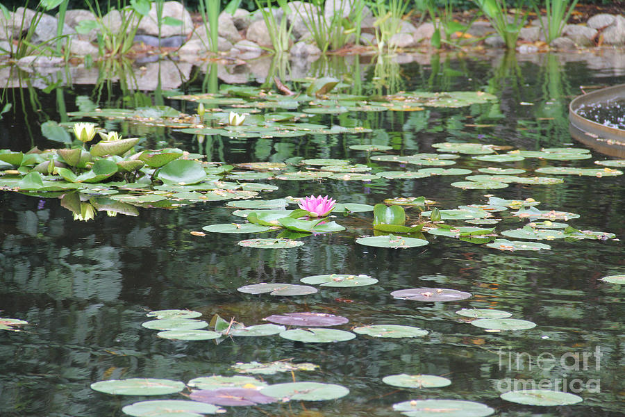 Lily Pond Photograph by Rosemary Aubut