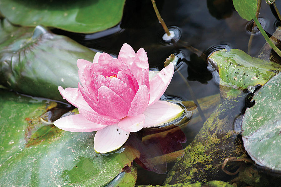 Lily Pond by Susan Schroeder Lily Pond by Susan Schroeder