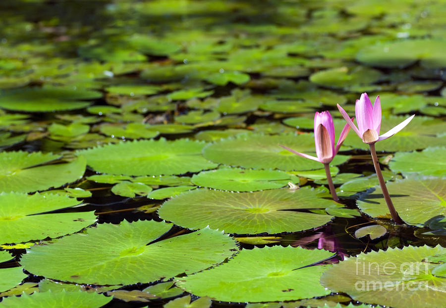 Lily Pond Photograph