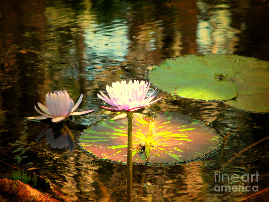 Lily Pond Vintage Photograph by Anita Lewis