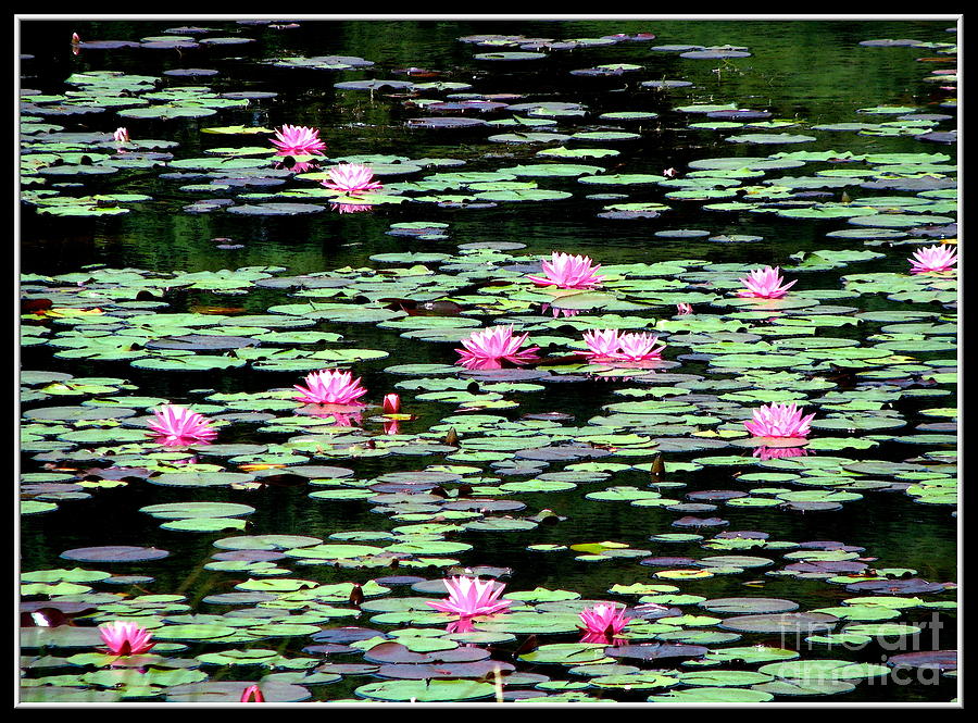 Lily Pond with Watercolor Effect Photograph by Rose Santuci-Sofranko