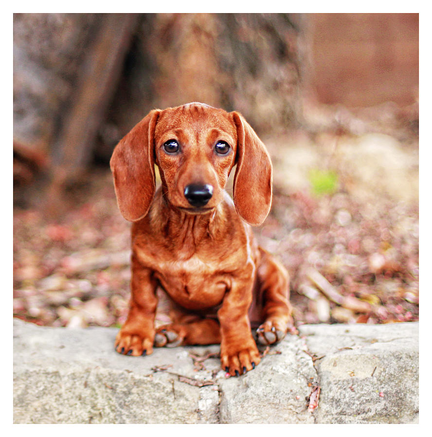 Dachshund Photograph - Lily puppy  by Johnny Ortez-Tibbels