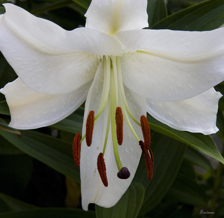 Lily Queen Photograph by Michael Friedman