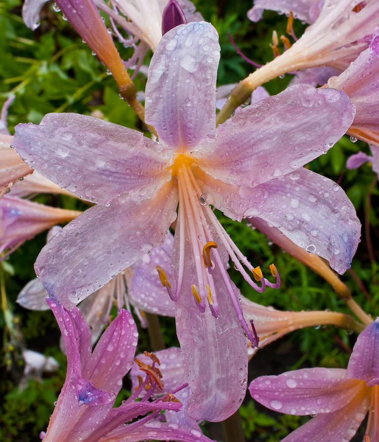 Lily Rain Photograph by Claus Siebenhaar - Fine Art America