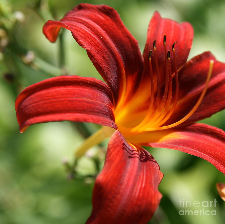 Lily Red  Photograph by Neal Eslinger