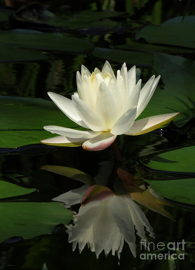 Lily Reflection Photograph by Deborah Smith