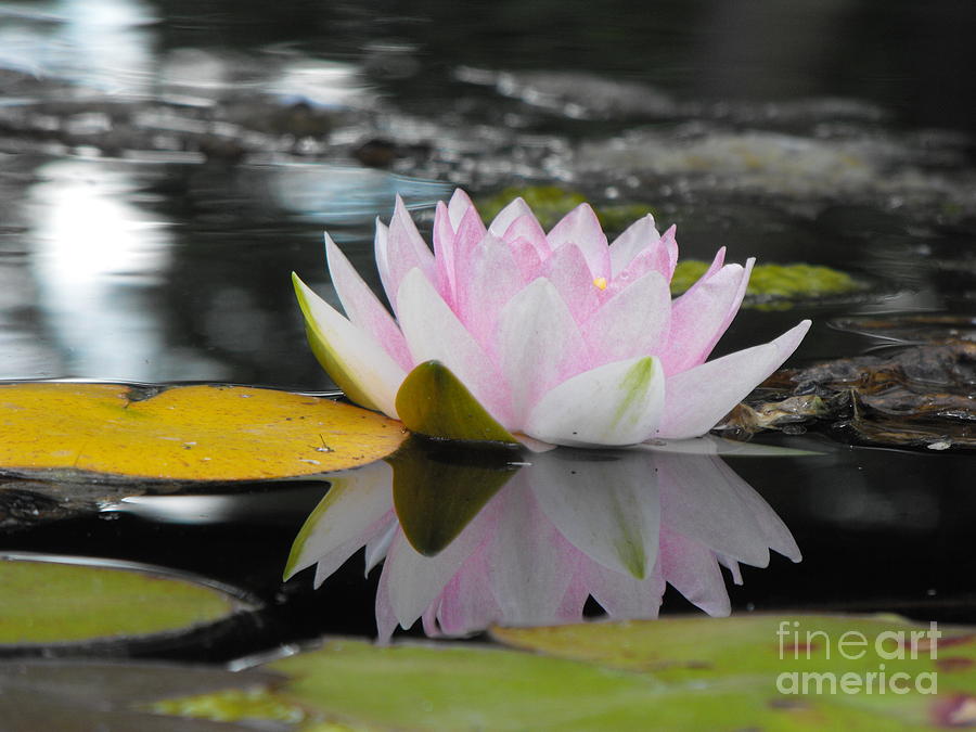 Lily Reflection Photograph by Erick Schmidt
