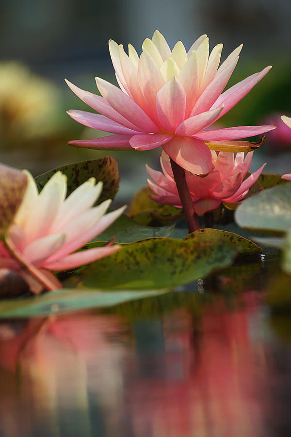 Lily Reflections 2 Photograph by Leda Robertson