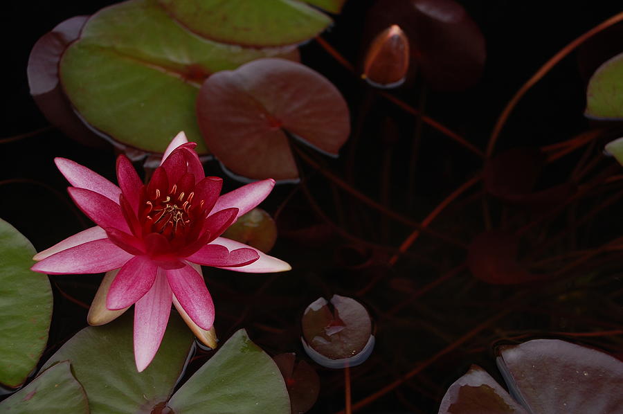 Tranquil Elegance, the Pink Water Lily in Bloom Photograph by Dany Lison