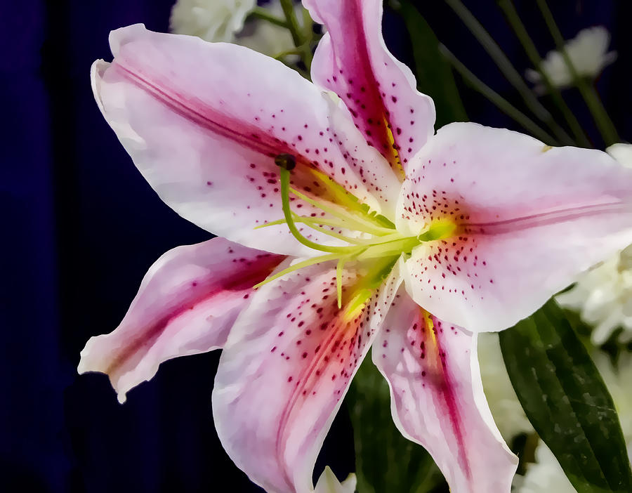 Lily Digital Art by Photographic Art by Russel Ray Photos