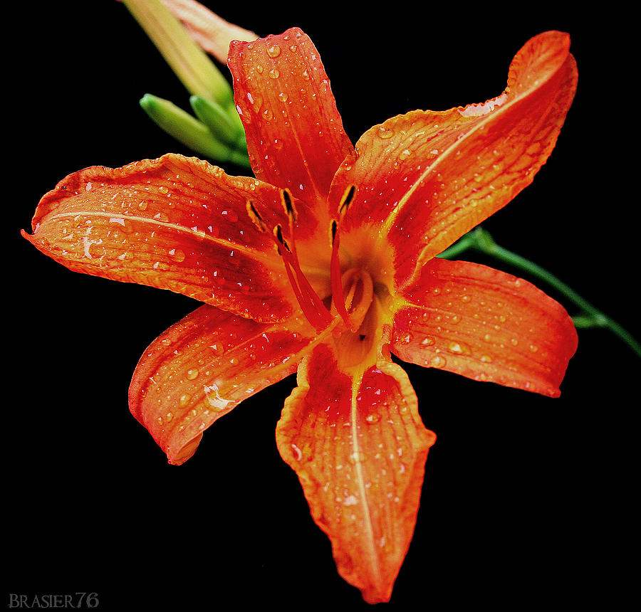 Lily Photograph by Ryan Brasier - Fine Art America