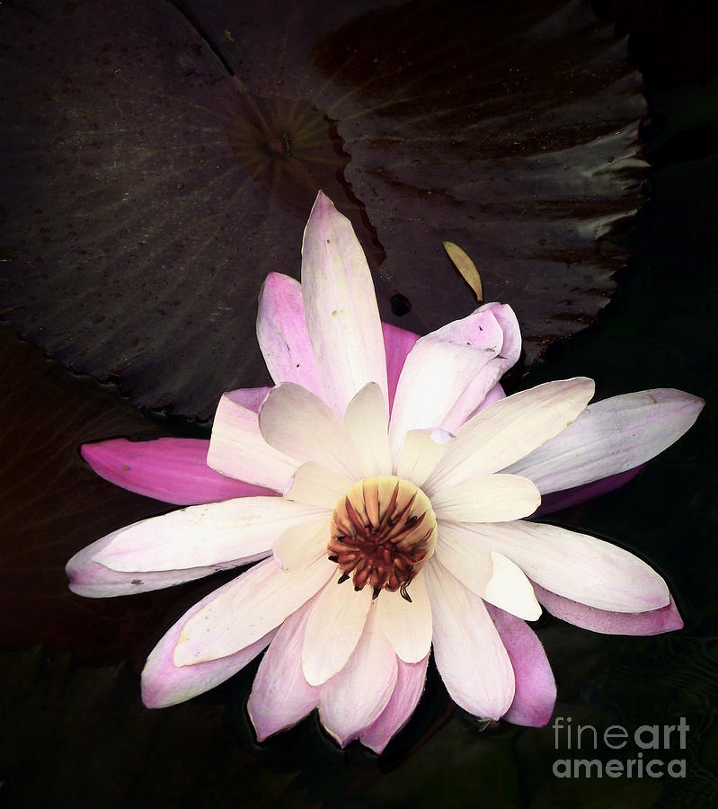 Water Lily Photograph - Lily by Shawna Gibson