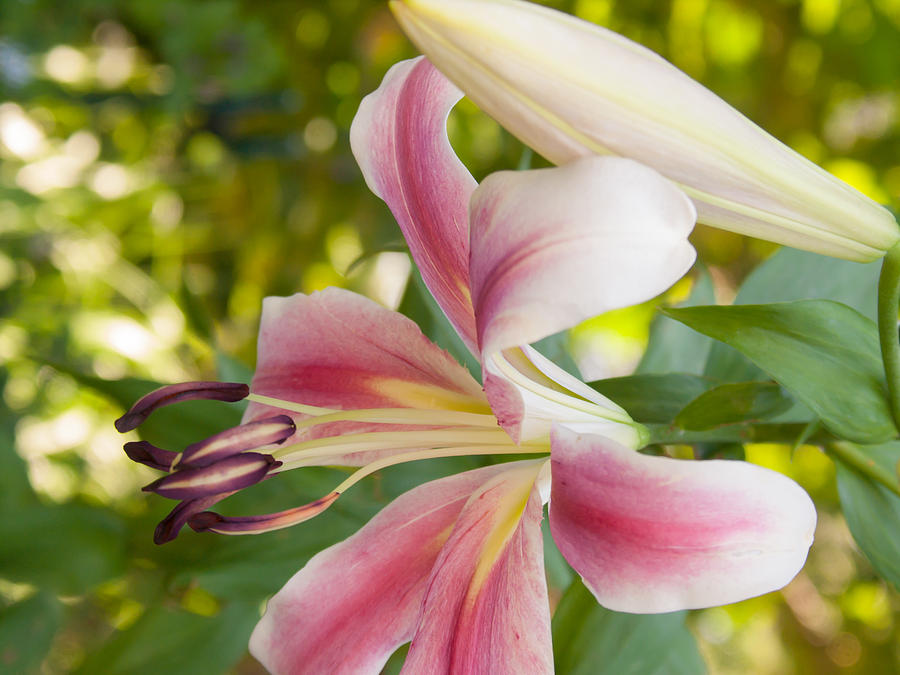 Flower Photograph - Lily Stages by Robert VanDerWal