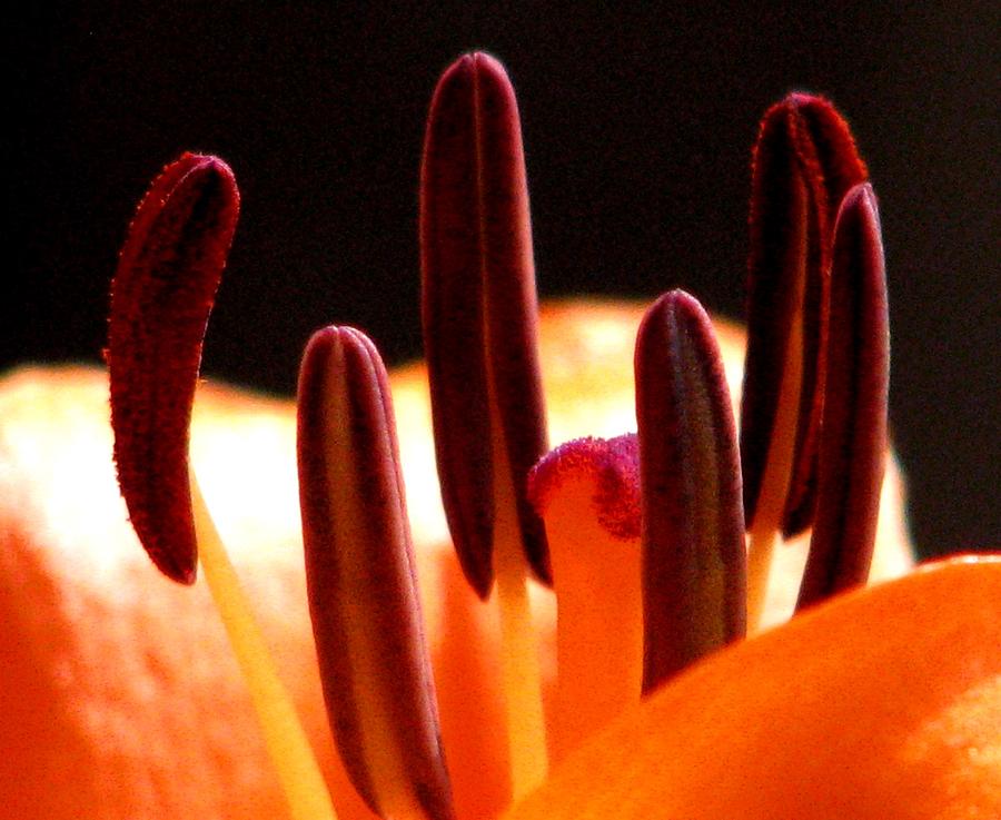 Orange Day Lilies Photograph - Lily Stamens by Angela Davies
