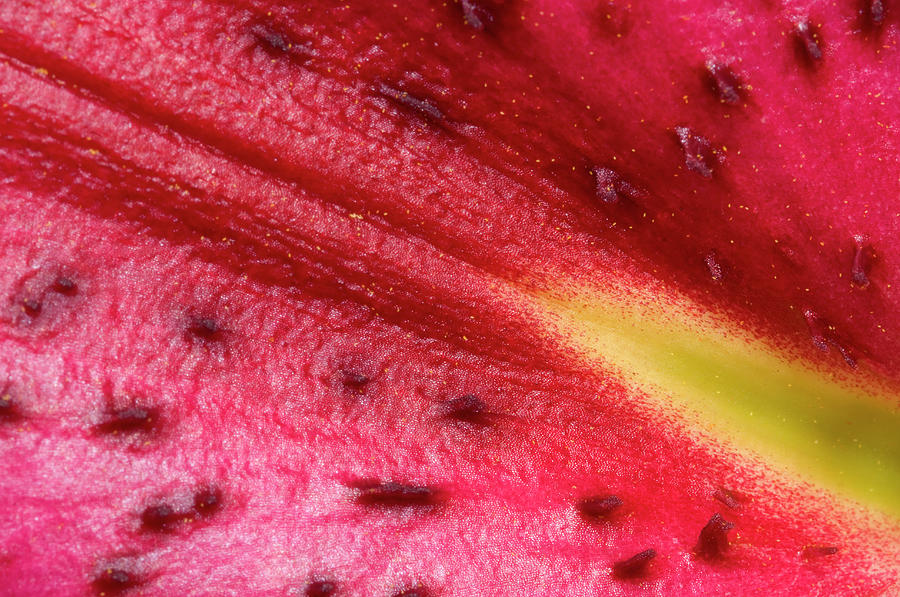 Lily star Gazer Petal Abstract Photograph by Science Photo Library Lily star Gazer Petal Abstract Photograph by Science Photo Library
