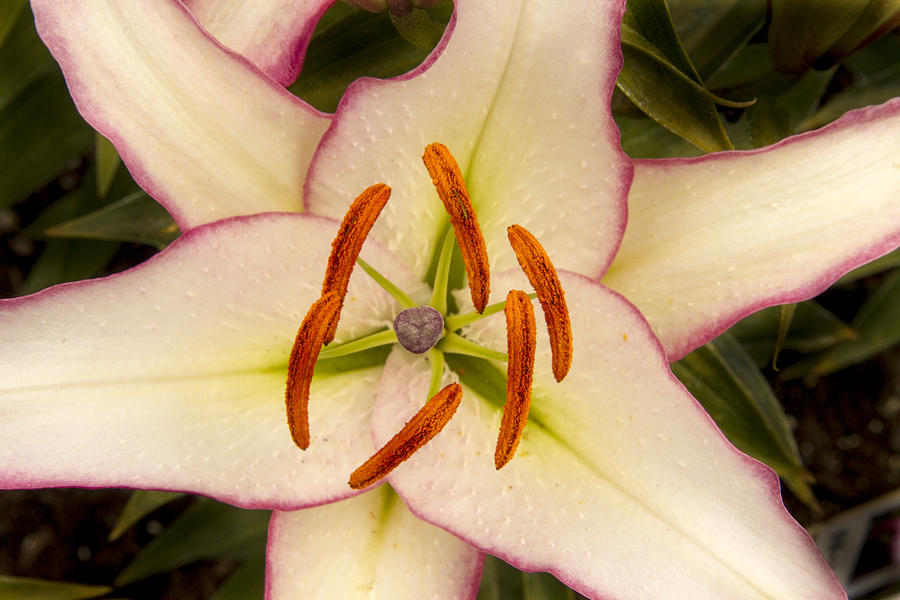 Lily Star Photograph by Jean Noren