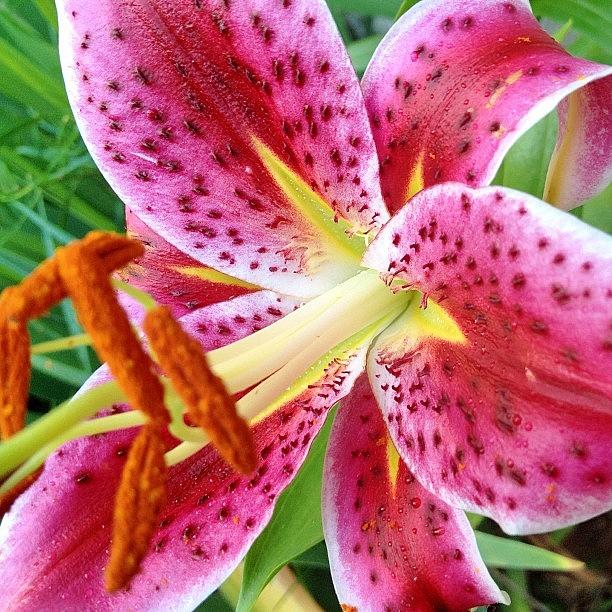 Lily Photograph - #lily #stargazer by Claire Cohen