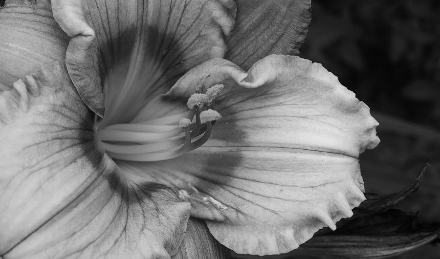 Lily Study in Black and White Photograph by Bruce Bley