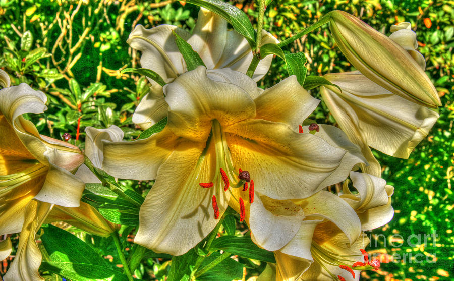 Lily Sunrise Photograph by Tap On Photo