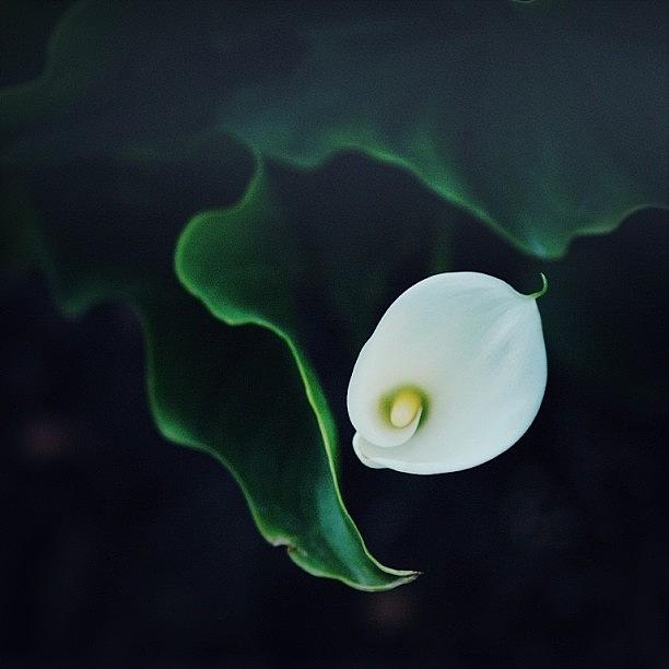 Flower Photograph - Lily by Suzanne Clark