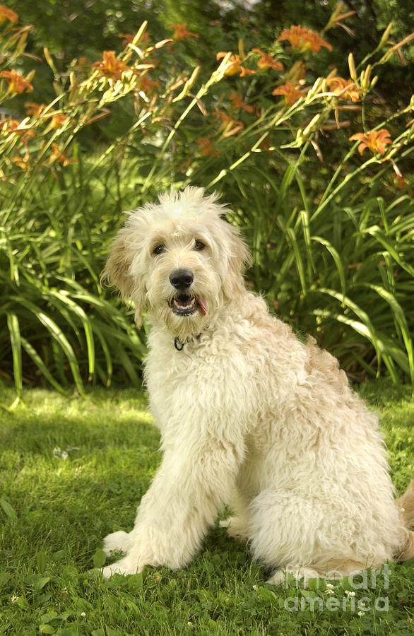 Lily the Goldendoodle with Daylilies Photograph by Anna Lisa Yoder