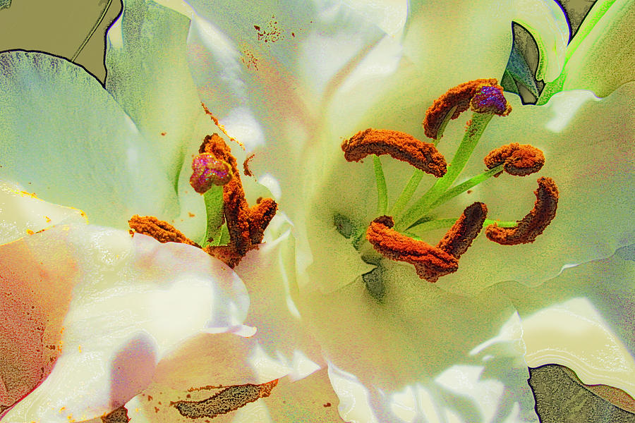 Lily Transformed Photograph by Ginny Schmidt