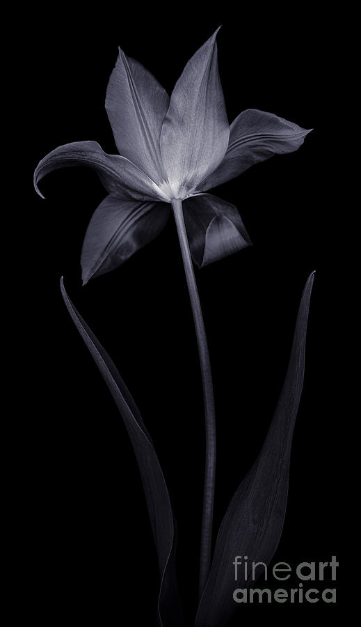 Black And White Photograph - Lily Tulip by Oscar Gutierrez