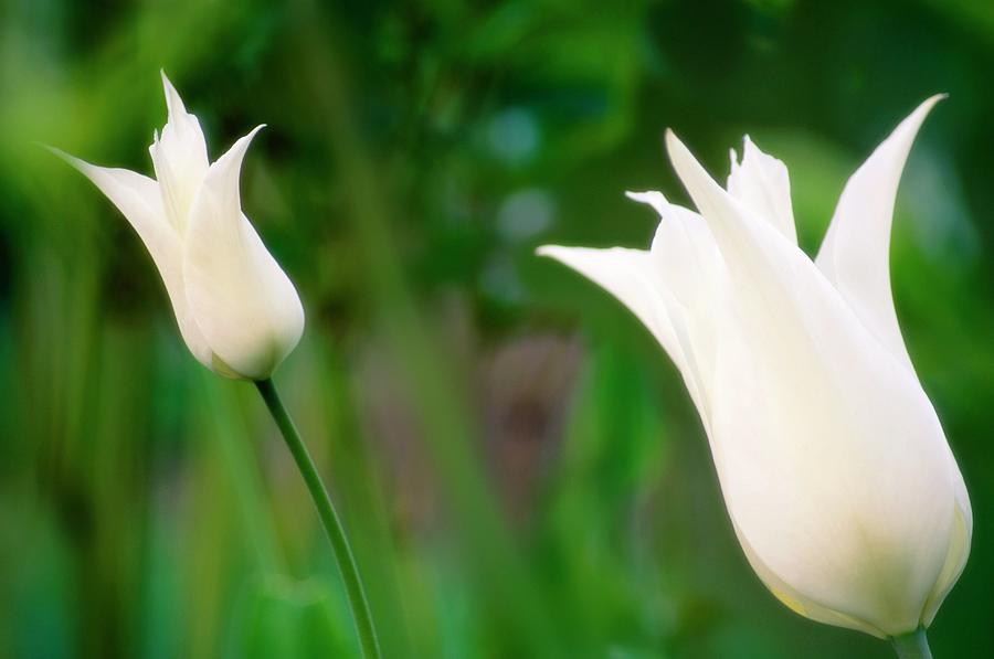 Lily Tulip (tulipa white Elegance) Photograph by Maria Mosolova/science Photo Library