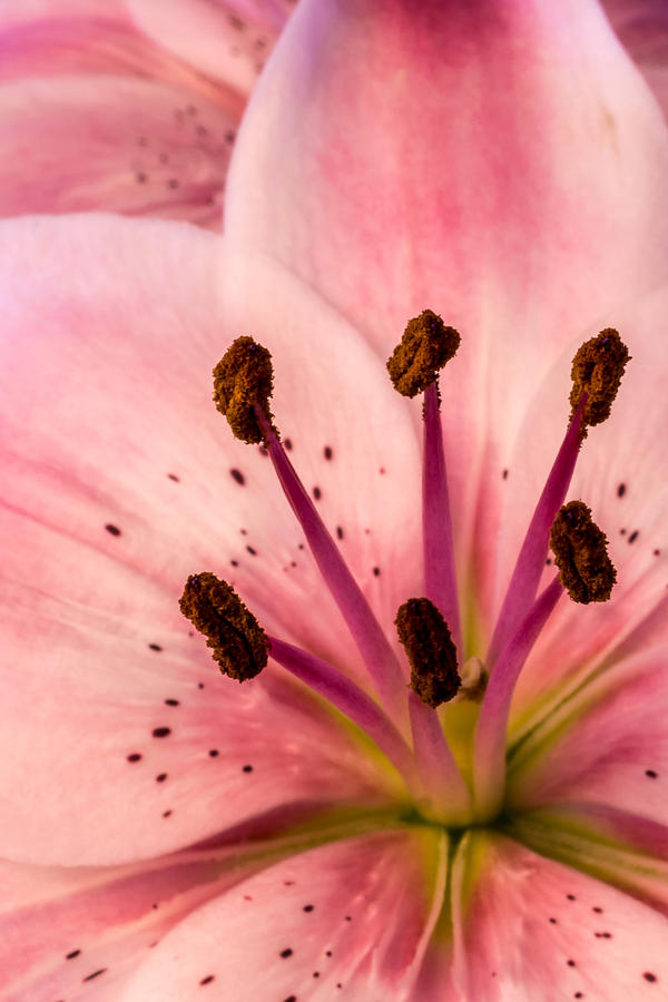 Lily Up Close Photograph by Ernest Echols