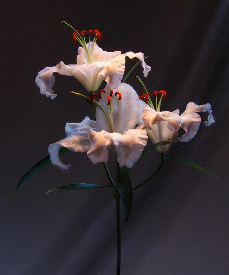 Lily Variation #01 Photograph by Richard Wiggins