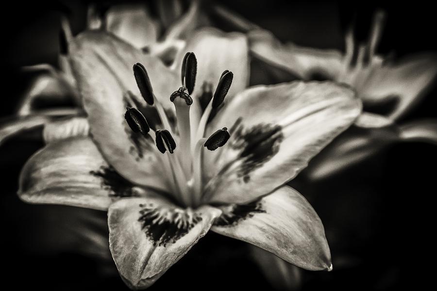 Flower Photograph - Lily Was Her Name by Edward Khutoretskiy