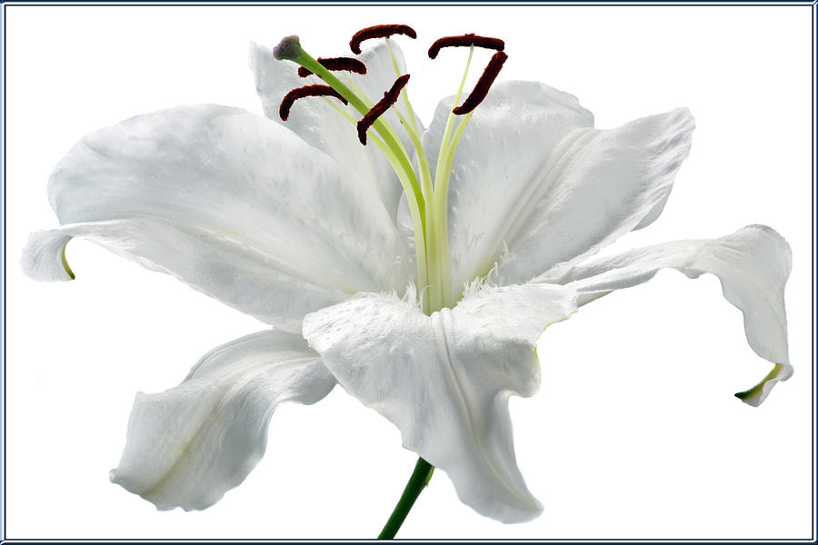 Lily Photograph - Lily White. by Terence Davis