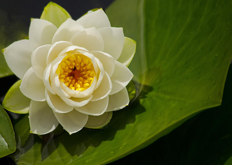 Lily White - Water Lily Photograph by Jordan Blackstone