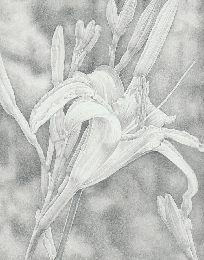Lily with bud Drawing by Lawrence Finney