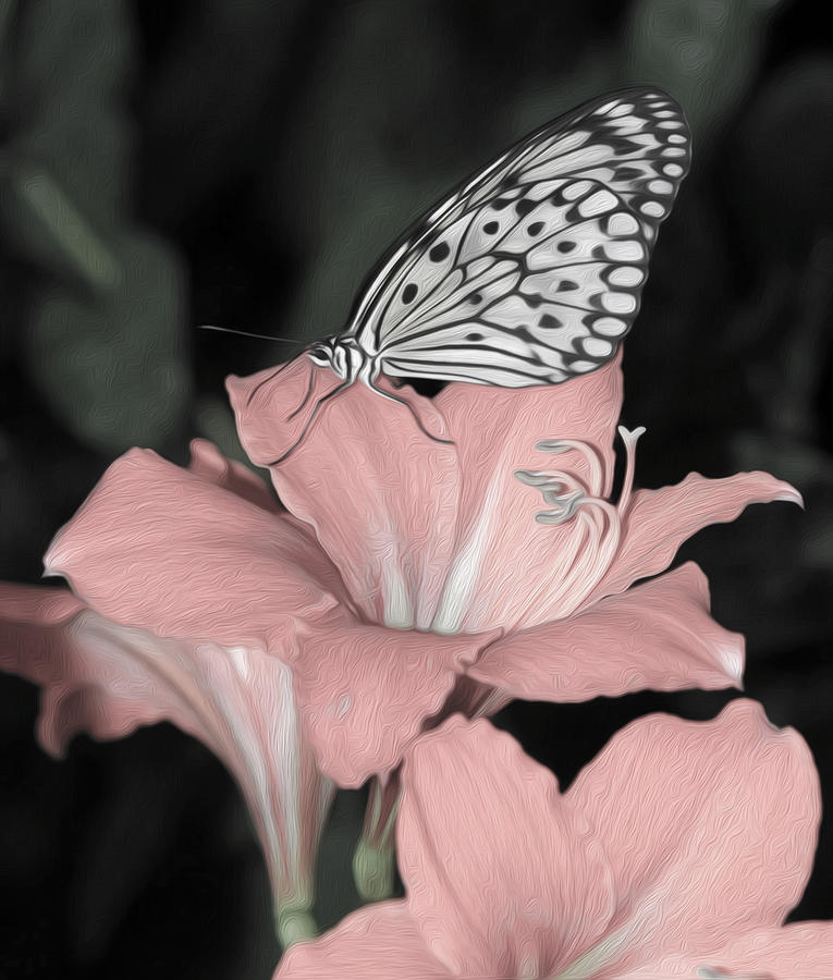 Lily With Butterly Photograph