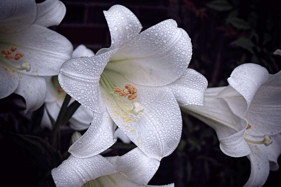 Lily with rain droplets Photograph by Bonnie Willis