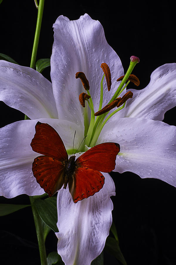 Flower Photograph - Lily With red Butterfly by Garry Gay