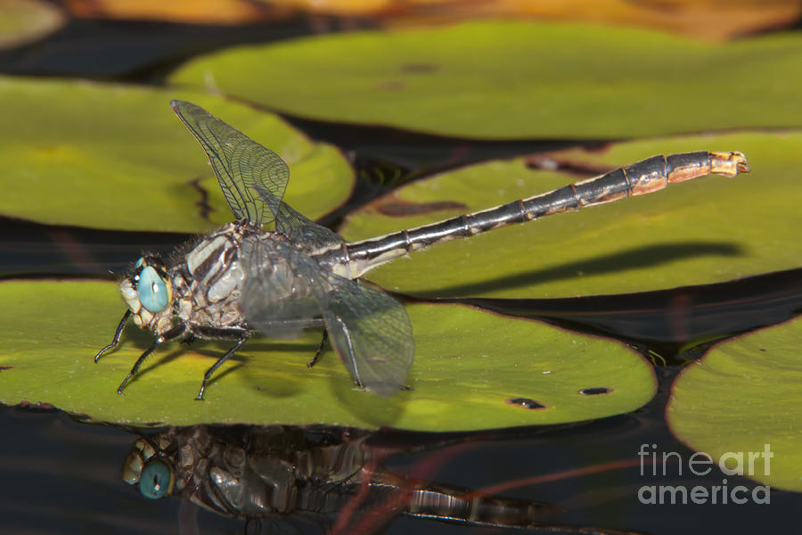 Animal Photograph - Lilypad Clubtail on a Lily Pad by Clarence Holmes