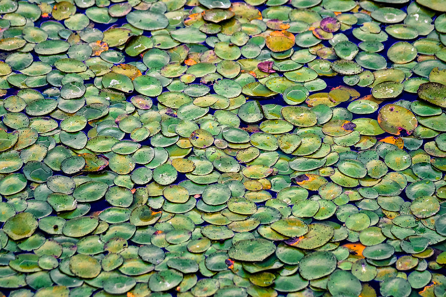 Lilypad Collage Photograph by Jody Partin