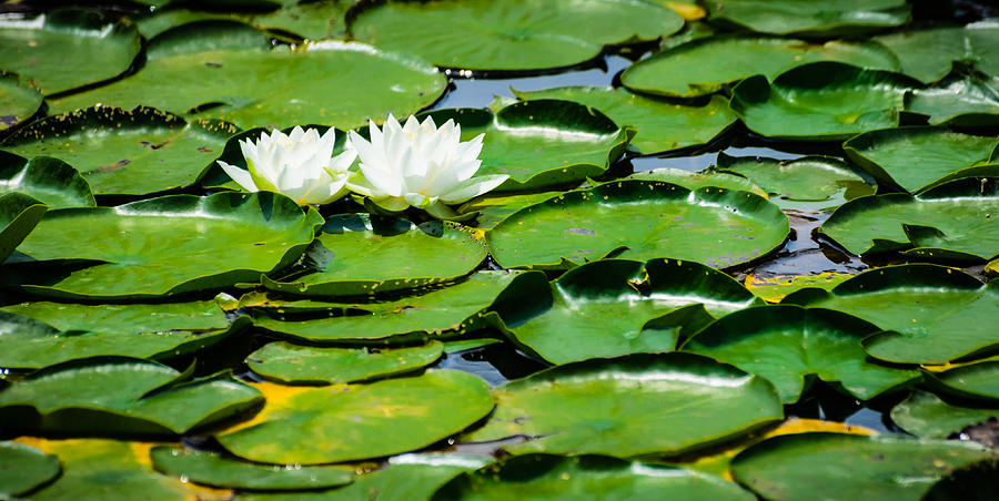 Lily Pads Photograph by Alan Marlowe