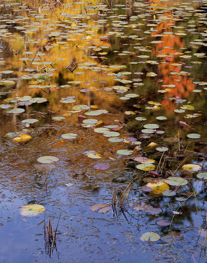 Lilypads and Reflection Photograph by Tom Daniel