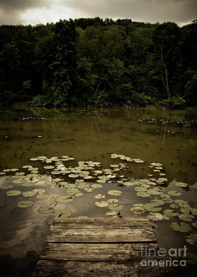 Lilypads at the Dock Photograph by Amy Cicconi
