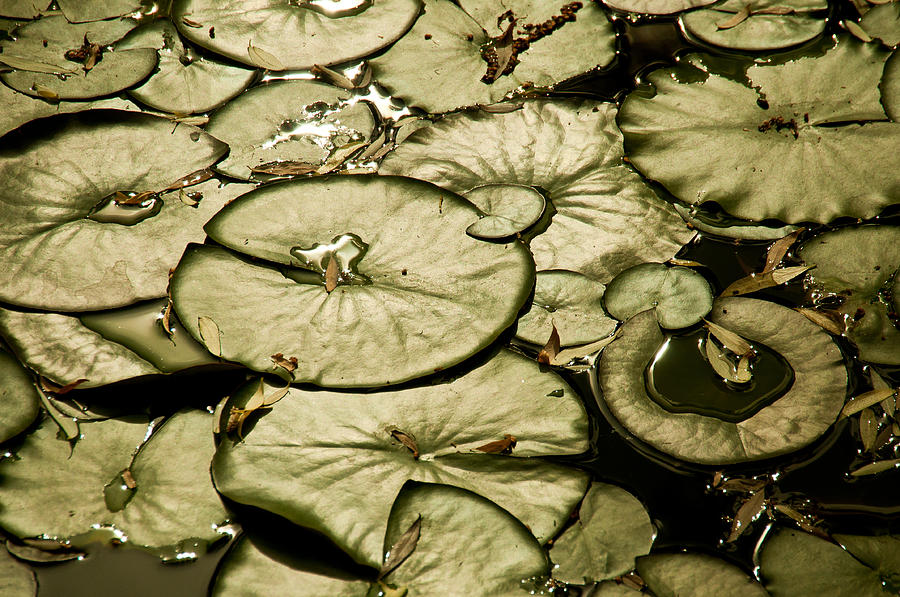 Lilypads Photograph by Janis Knight
