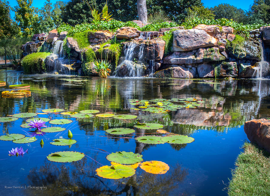 Lilypond at the Dallas Arboretum Photograph by Ross Henton
