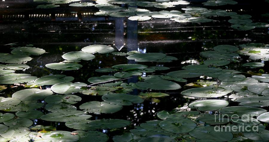 Lilys in the pond Photograph by Susanne Baumann